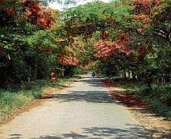 Shrinking: The Veterinary College campus which will cede 20 acres for a judges colony.