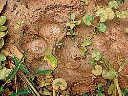 Footprints of tiger found in Nagarahole.