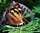 The heat is on...A common brown butterfly at New England National Park, Australia. Scientists found that butterflies emerge from their pupae faster at warmer temperatures. (Paul Sunnucks via The New York Times)