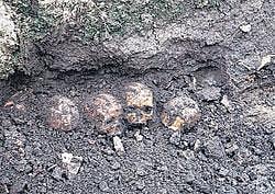 Some of the skulls unearthed at Annigeri. File photo