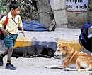 Stray dogs maul toddler to death