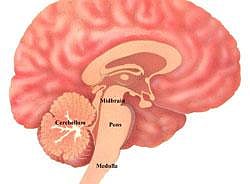 Brain scan 'can detect Alzheimer's'