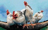 desired recombination: With the experiment scientists have opened opportunities to alter DNAs for desired results.