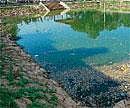 Fatal: High level of water contamination led to fish kill in Kalkere pond. DH Photo