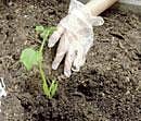 Happy gardening, healthy eating!