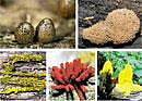 Many-headed mold (Left) Lycogala conicum (Right) Tubifera ferruginosa (Below left) Hemitrichia serpula  (Below centre) Arcyria denudata  (Below right) Transforming  plasmodium NYT photos