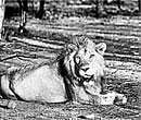 Snapshots: M Y Ghorpade celebrated nature in his photographs.
