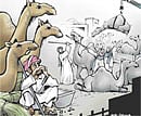 Safih and the camel market