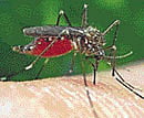 Drug-resistant malaria may spread, India warned