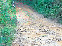 A view of Kadamakal-Galibeedu road.