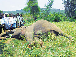 A tusker electrocuted at a banana plantation at Yalandur in BR Hills on Saturday. DH Photo