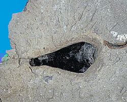 162 million-year-old fossil ink sac from Wiltshire (UK). Photograph courtesy/ British Geological Society.