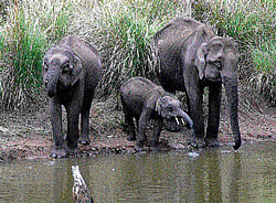 Most elephant corridors in State are under threat, say experts