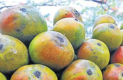 Mangoes: File photo of mangoes being sold in Mysore.
