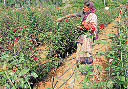 A woman plucks Dutch roses at Lakkur in Malur taluk. DH Photos