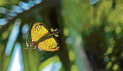 unique ecosystem The gliding lizard is a rare species of the Western Ghats.