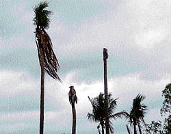 Topless: Coconut trees, infected with bud rot disease, at a farm in Srinivaspur taluk. dh photos