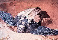 Photo courtesy. Wikipedia