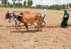 Defying tradition: Farmer couple Vijayakumar and Saraswathamma till the land at Gaddekannur of Honnenahalli Gram Panchayat in Kolar taluk. DH Photo