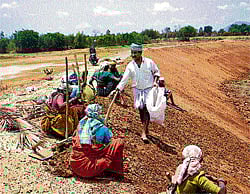 team work Farmers toil under the blazing sun to de-silt a tank.  (Below) Solving the water situation will ensure a bumper crop.  (Photos by the author)