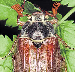 WHAT&#8200;A&#8200;PEST! The weevil, the red flour beetle (above right).