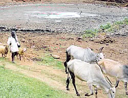 Alarming situation: Disappointed over dried up Nagappaihana Lake, an old farmer takes his cattle and sheeps in search of another water source at Dharmapura village in Hunsur taluk, Mysore district. dh photos by Prashanth H G