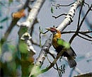 Fragile: The Narcondam hornbill is an endangered species. Photo courtesy Kalyan varma