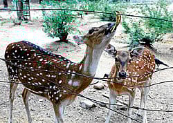 in plenty The population of deer in the park has gone up considerably in the recent years.