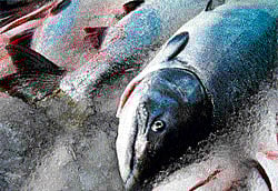 Adaptable Pink salmon have changed their migration patterns due to climate change. (photo: jim Wilson via NYT)