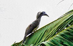 Endangered: Due to the many threats posed to the hornbills survival, large-scale monitoring of the bird is necessary. photos by the authors