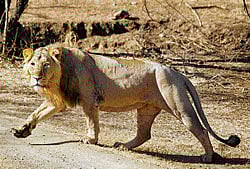 Majestic: An Asiatic lion at the Gir Wildlife Sanctuary in Gujarat. file photo