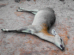 The four-horned Antelope which was killed recently. DH Photo