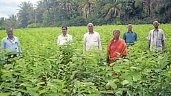 Mulberry grown by Lakshmayya for sericulture in Saraswathipura in Kadur taluk.
