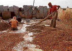 Workers separate cocoon waste from the silk at Idludu in Shidlaghatta taluk. dh photo