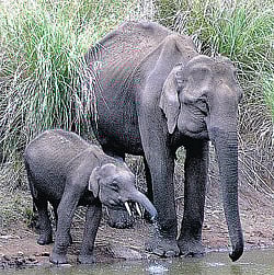 Jumbo translocation: HC seeks objections from forest dept