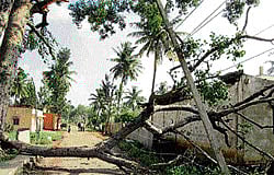 Branches of a tree, which fell on electric wires at Hungenahalli in Malur taluk. (Below) The roof of a house blown away by gusty winds in the village. dh photos