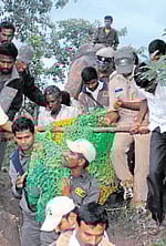 Man-eater tiger of HD Kote caught