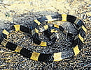 Banded krait