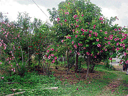 GREEN TREASURE Flowering trees at the entrance of the farm. (Right top) A rainwater harvesting tank. (Below) Srikanth with a harvest of vegetables. (Photos by the author)