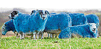 Infection hits Himalayan blue sheep