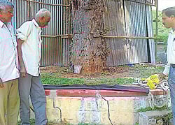 Veterinary officer Dr Nagaraj along with retired mahouts Zakaulla and Pasha inspects the strap on the Palace premises in Mysore on Sunday. DH photo