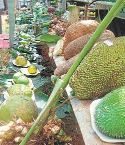 vegetable delights: A partial view of the vegetables, many of them unique, on display at Shankarnarayan Bhats home in Punacha village, about 50 km from Mangalore, on Saturday. dh Photo