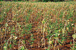 Parched: Sunflower and tur crops have dried up at Amarapura village in Bellary taluk, due to lack of rain DH photo