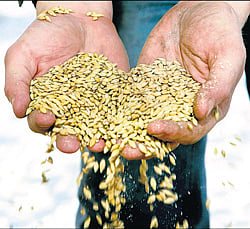 Govt approves sale of 6.5 mln tonnes wheat to bulk consumers