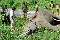 Killer power: An elephant that was found dead at DB Kuppe in Nagarhole National Park. DH Photo