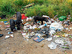 Christmas has come early for some animals celebrating their first Yuletide holiday at the Australian Reptile Park