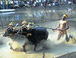 Kadri Kambala witnesses confluence of Tulu culture