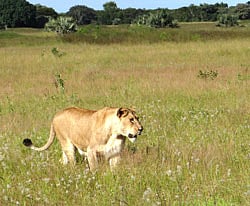 This photo taken April 2012 shows a lioness walking through the tall grass in the Phinda Private Game Reserve, near Hluhluwe, South Africa. The lions that roam Africa's savannahs have lost as much as 75 percent of their habitat in the last 50 years as humans overtake their land and the lion population dwindles, said a study released by researchers at Duke University Tuesday, Dec. 4, 2012. AP