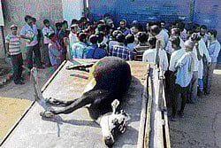 Members of the Karnataka Rajya Raitha Sangha Malur taluk unit on Friday brought to the metal factory near Seethanayakanahalli the corpse of a cow that allegedly died after  breathing the toxic air near the unit. dh photo