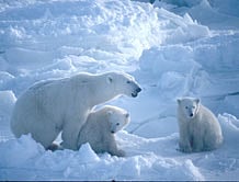 'Polar bears could be extinct in 25 years'